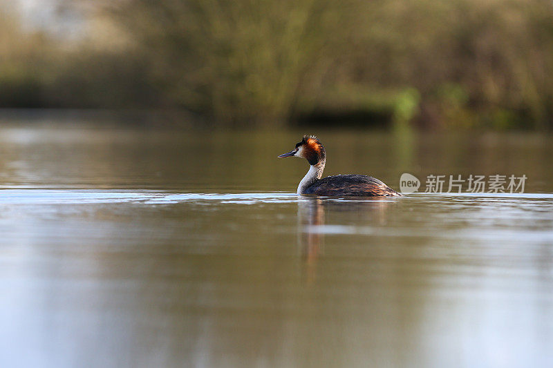 大山脊grebe (Podiceps crista)